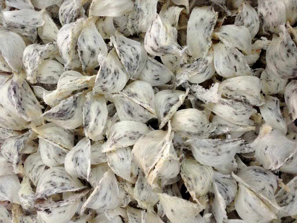 Yến Thô Nguyên Tổ Xuân Yến